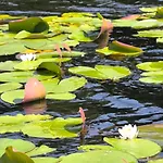 Gizycko-zywki, Masuria Village, Caloroczne Z Widokiem Na Jezioro * Zywki