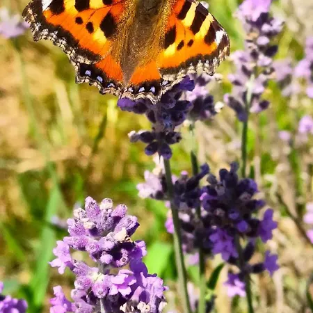 Gizycko - Zywki, Masuria Village, Caloroczne Z Widokiem Na Jezioro